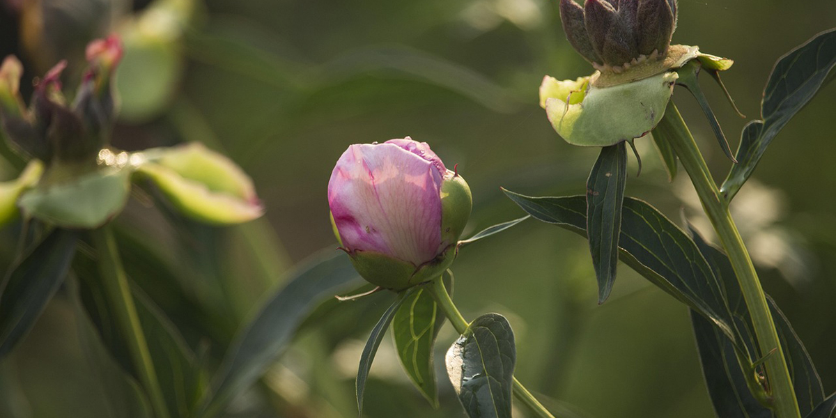 Menopausa rimedi della Farmacia Centrale Ferrara